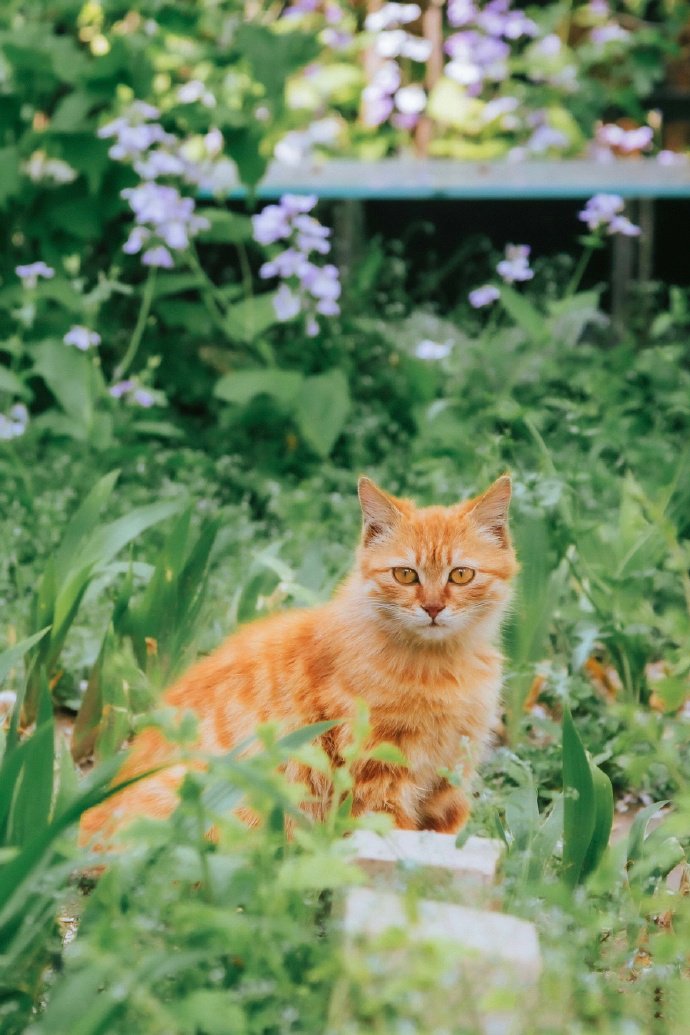 点击大图看下一张：忠诚好饲养的中华田园猫图片