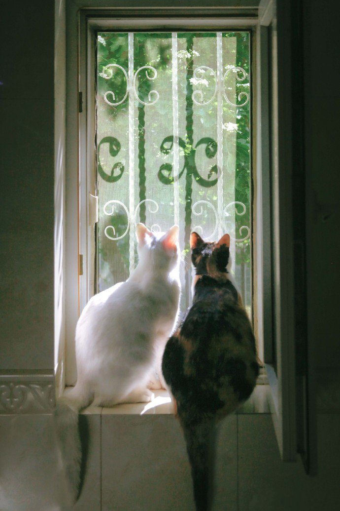 点击大图看下一张：一组温馨有爱的猫咪图片