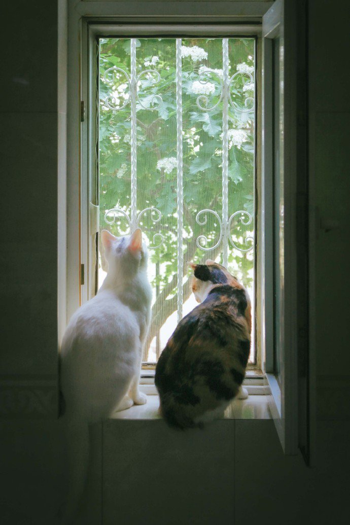 点击大图看下一张：一组温馨有爱的猫咪图片