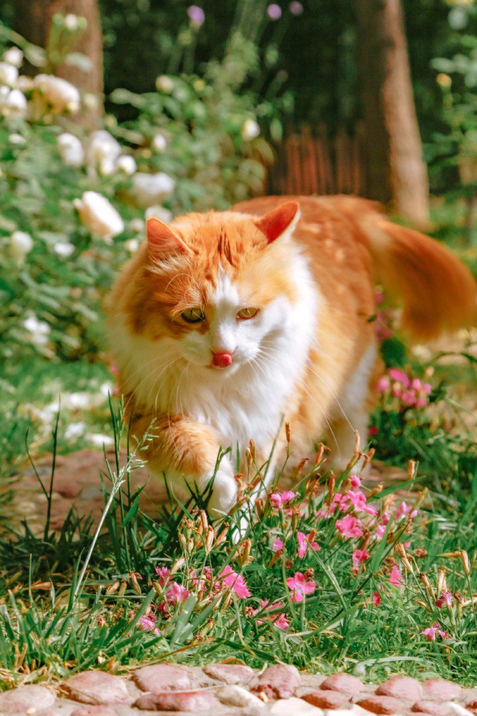 点击大图看下一张：鲜花下的胖胖橘猫图片