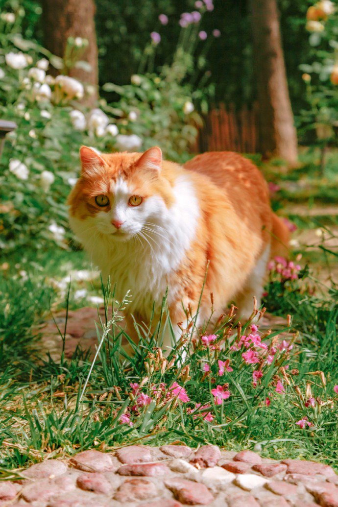 点击大图看下一张：鲜花下的胖胖橘猫图片