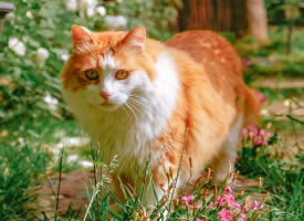 鲜花下的胖胖橘猫图片