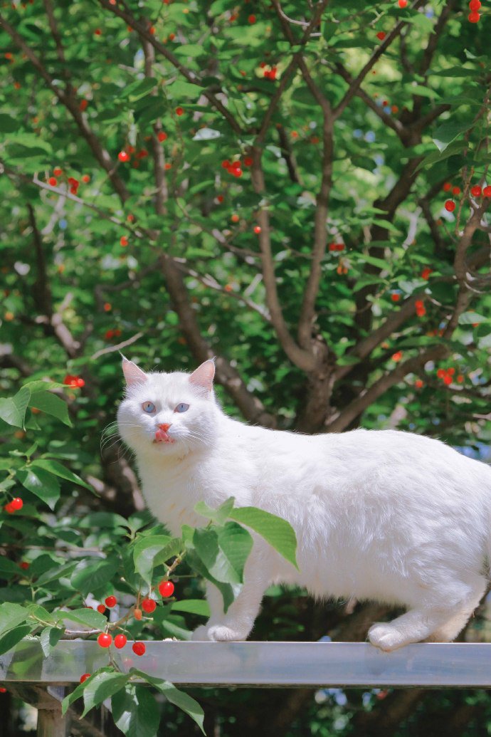 点击大图看下一张：喜欢攀爬的蓝眼白猫
