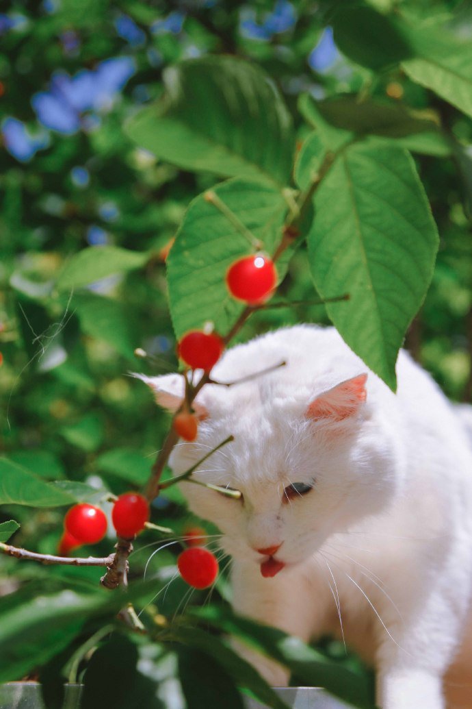 点击大图看下一张：喜欢攀爬的蓝眼白猫