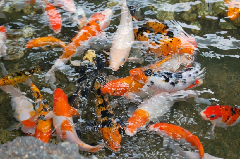 点击大图看下一张：无忧无虑的池塘锦鲤图片