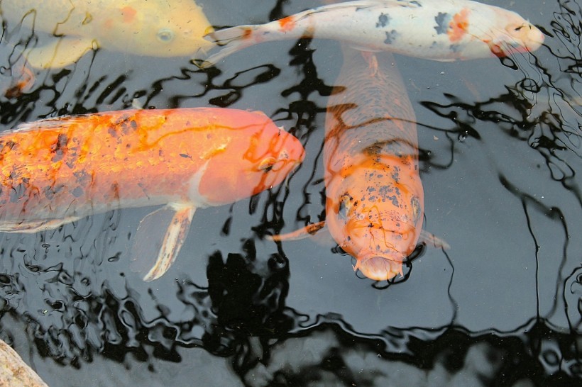 点击大图看下一张：无忧无虑的池塘锦鲤图片