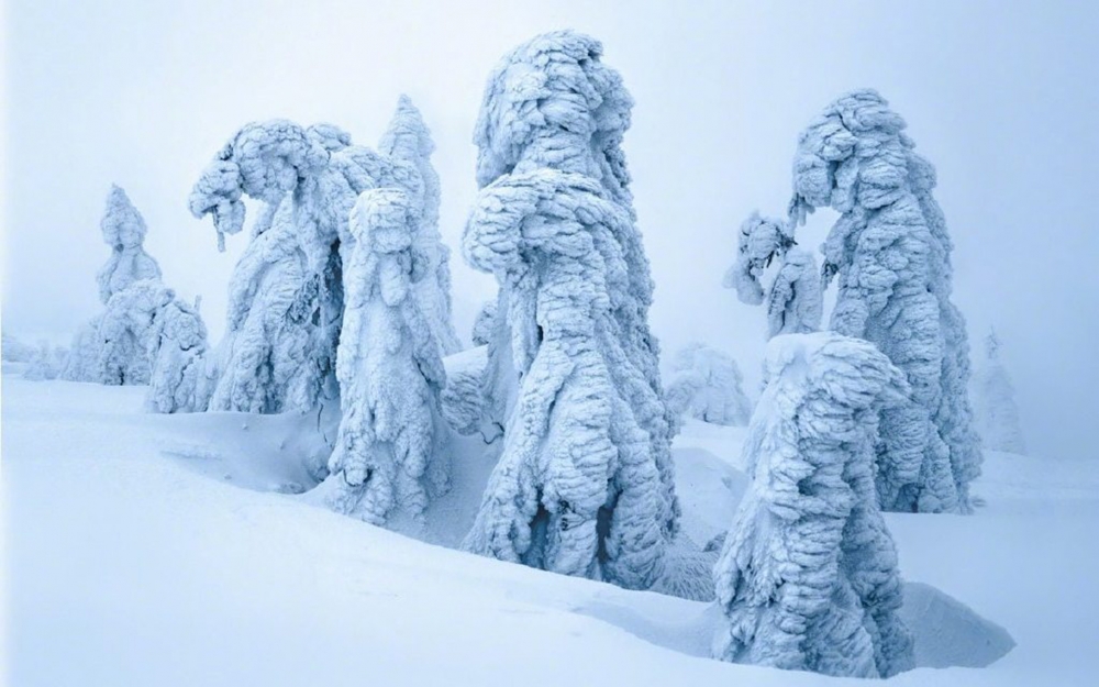点击大图看下一张：冬季森林雪景图片桌面壁纸