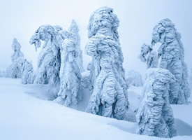 冬季森林雪景图片桌面壁纸