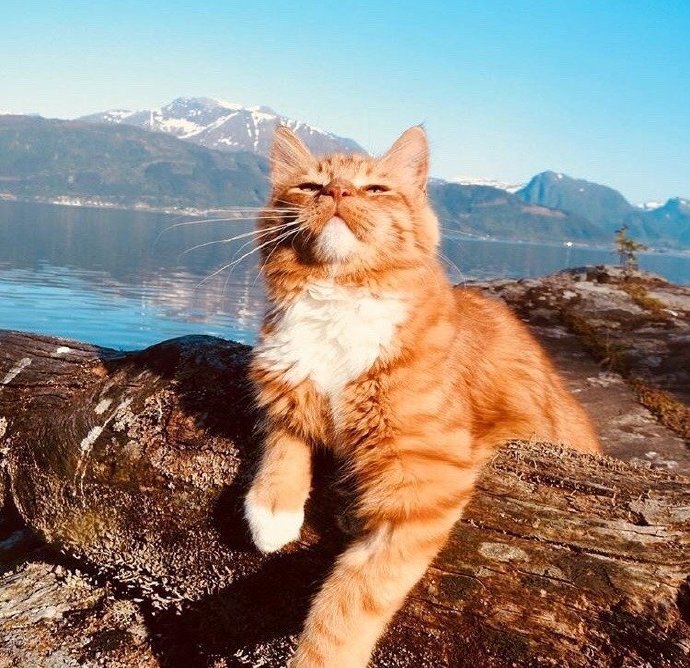 点击大图看下一张：一只具有王者风范的猫猫