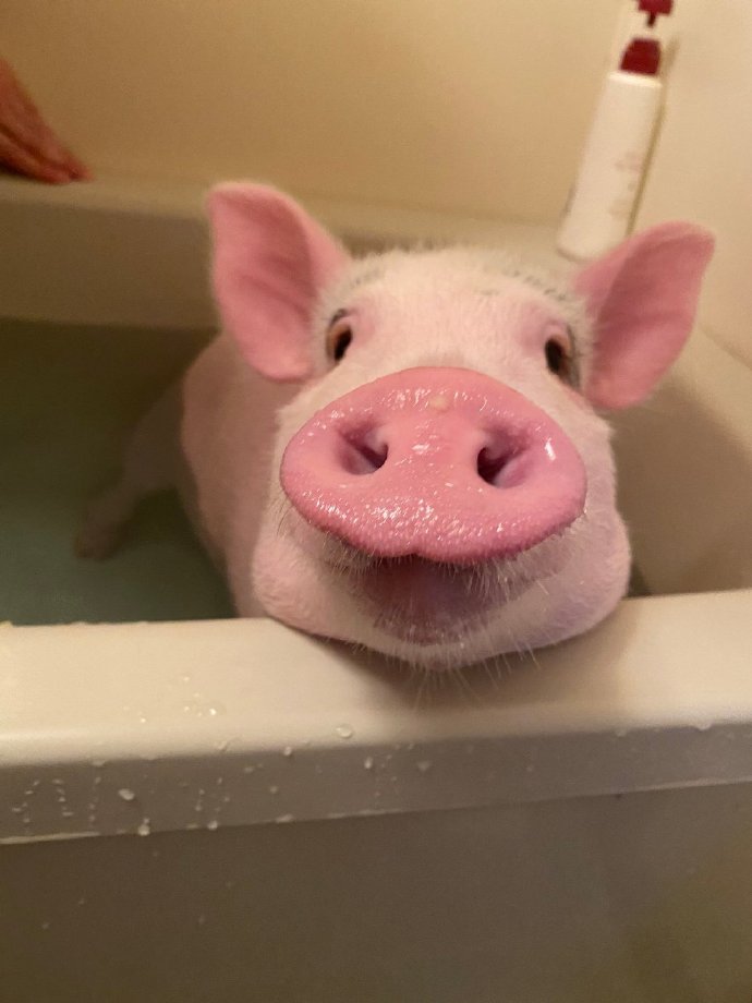 点击大图看下一张：有眉毛，鼻头粉嫩，爱洗澡的猪猪