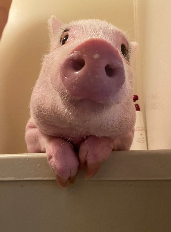 点击大图看下一张：有眉毛，鼻头粉嫩，爱洗澡的猪猪