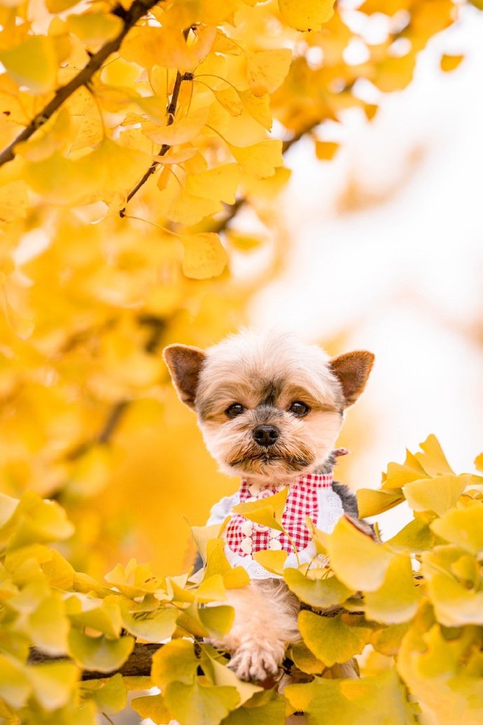 点击大图看下一张：狗狗们秋天的第一张照片