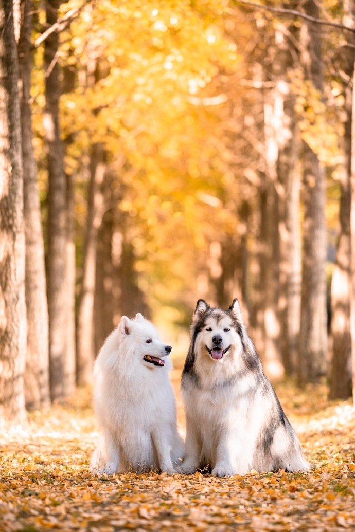 点击大图看下一张：狗狗们秋天的第一张照片