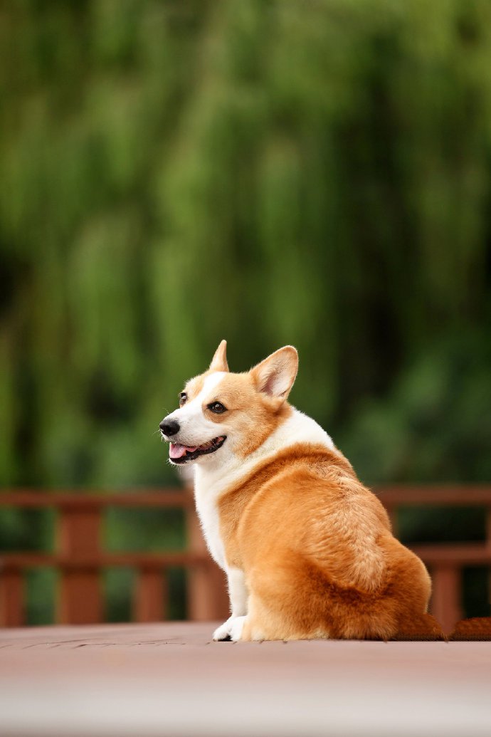 点击大图看下一张：一组超开心的柯基狗狗图片