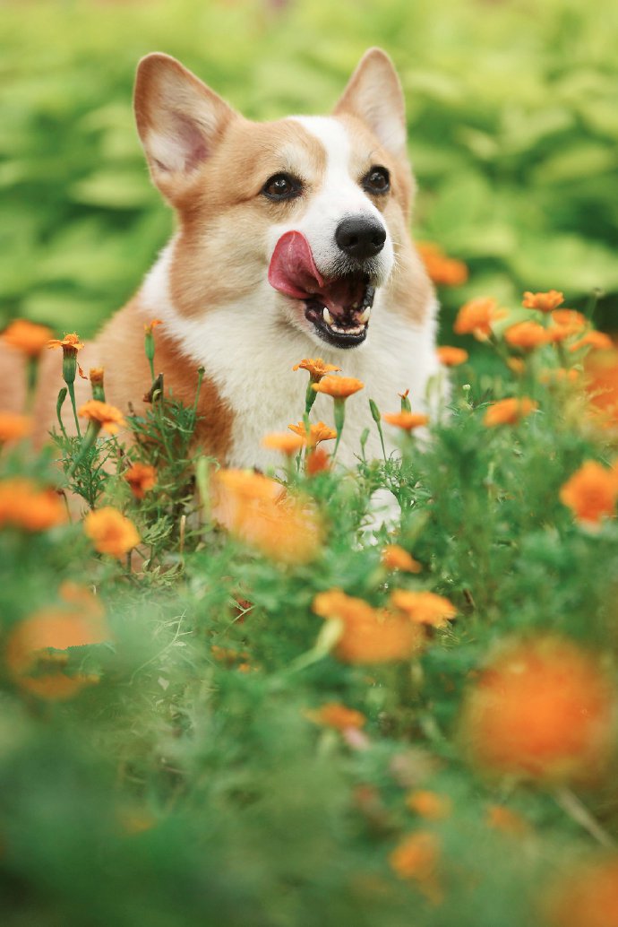 点击大图看下一张：一组超开心的柯基狗狗图片