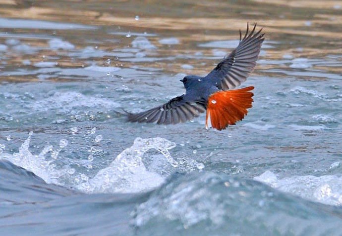 点击大图看下一张:不同种类的鸟儿图片