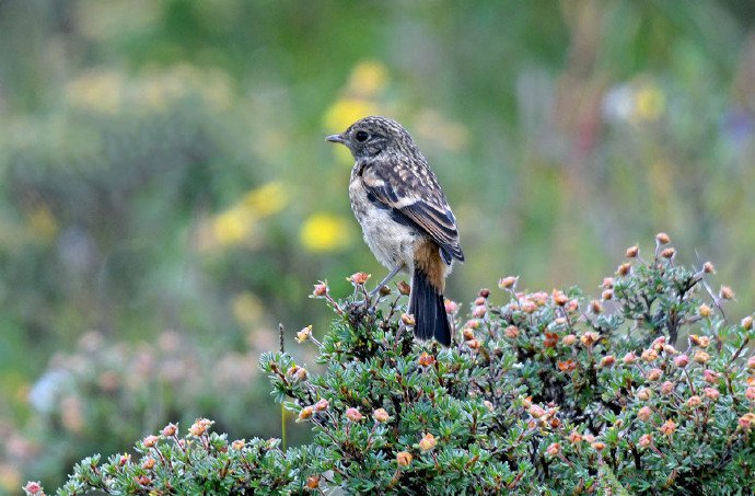 点击大图看下一张:不同种类的鸟儿图片