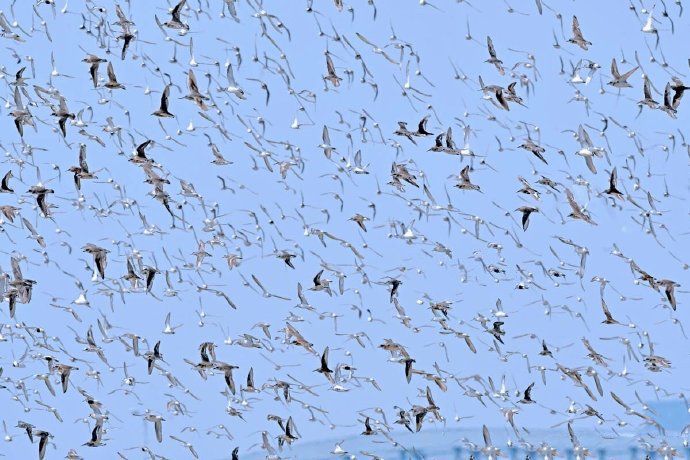 点击大图看下一张：一组迁徙的水鸟图片