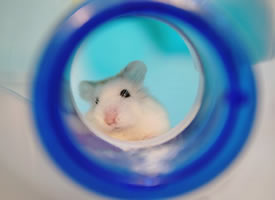 一组蓝色光圈里的小仓鼠图片