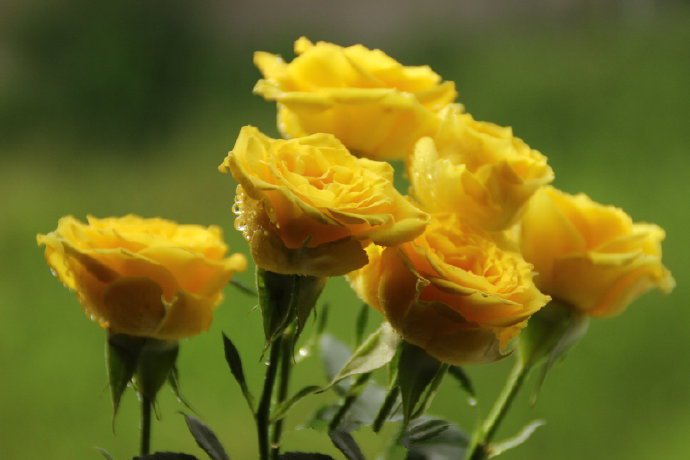 点击大图看下一张：一组黄色唯美的玫瑰图片