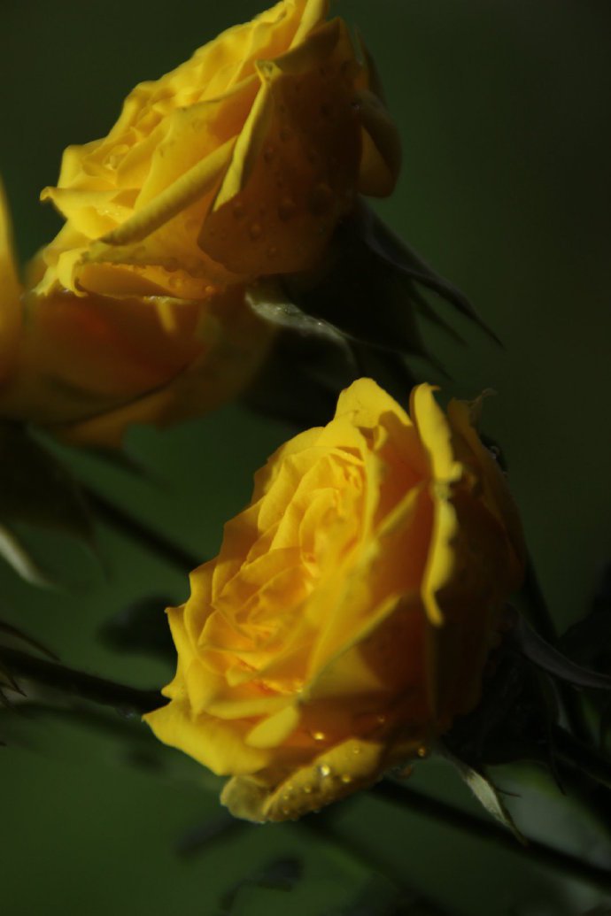 点击大图看下一张：一组黄色唯美的玫瑰图片