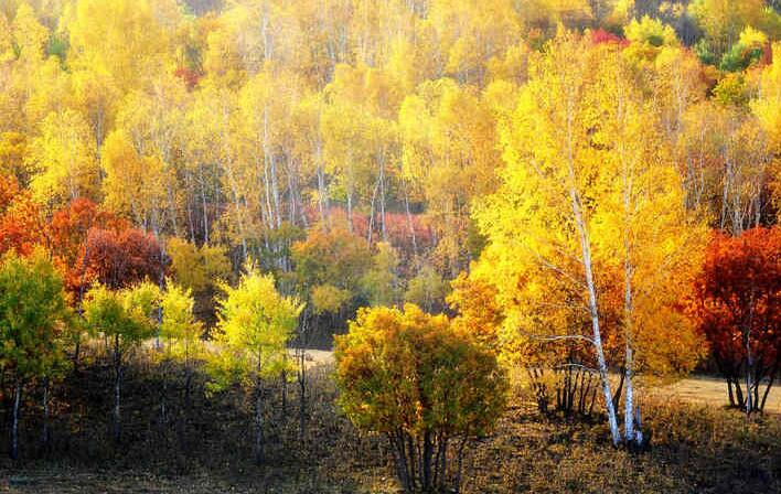 点击大图看下一张：金黄夺目的秋季坝上草原图片