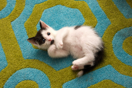 点击大图看下一张：小小的可爱萌猫咪