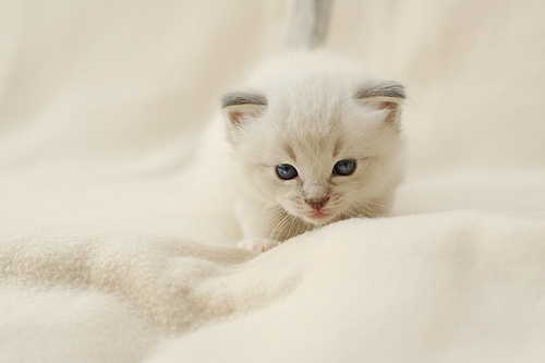 点击大图看下一张：小小的可爱萌猫咪