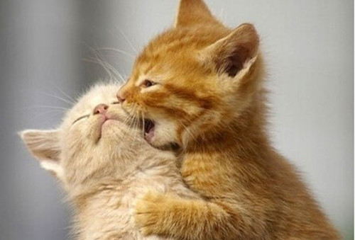 点击大图看下一张：猫咪亲吻的可爱图片