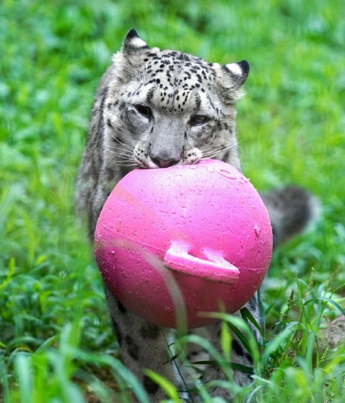 点击大图看下一张：一组玩球的可爱小雪豹图片