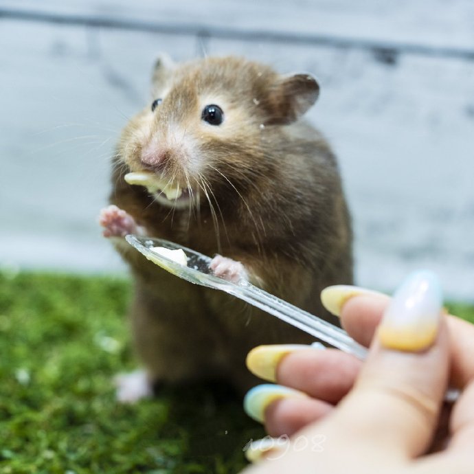 点击大图看下一张：是吃货鼠鼠和紧张的小勺子