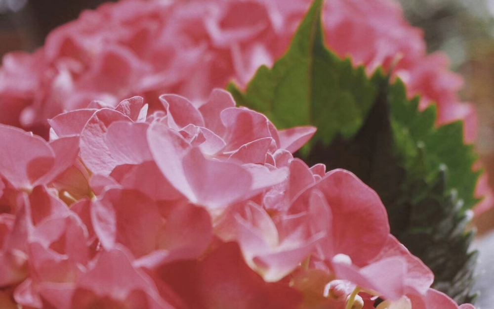 点击大图看下一张：小清新植物花卉微距摄影桌面壁纸