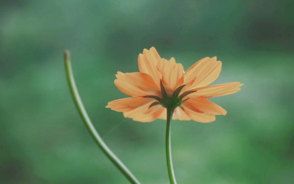 点击大图看下一张：小清新植物花卉微距摄影桌面壁纸