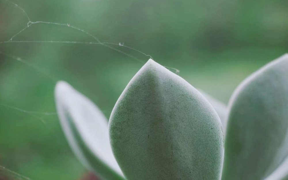 点击大图看下一张：小清新植物花卉微距摄影桌面壁纸