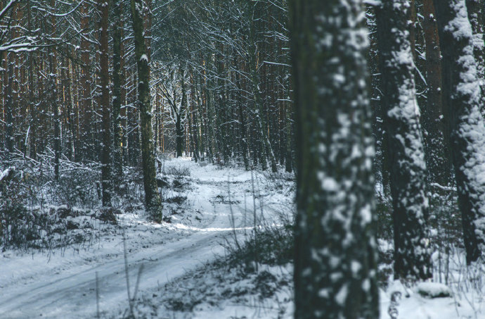 点击大图看下一张：森林深处的寒冬美景图
