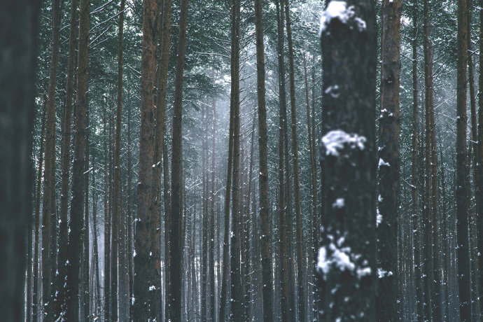 点击大图看下一张：森林深处的寒冬美景图