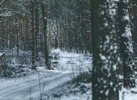 森林深处的寒冬美景图