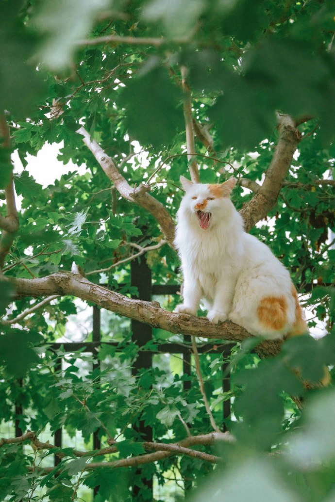 点击大图看下一张：山楂树上玩耍的猫咪图片