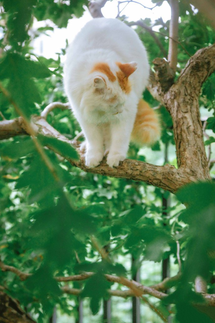 点击大图看下一张：山楂树上玩耍的猫咪图片