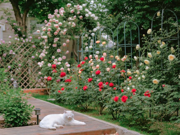 点击大图看下一张：玫瑰花庭院里的白色猫咪