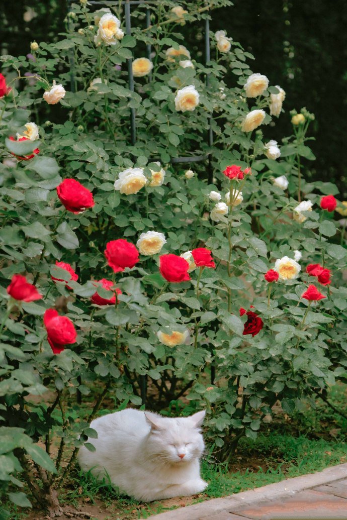 点击大图看下一张：玫瑰花庭院里的白色猫咪