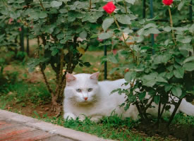 玫瑰花庭院里的白色猫咪