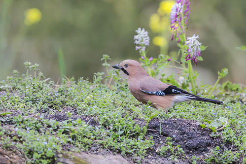 点击大图看下一张：一组漂亮的松鸦图片