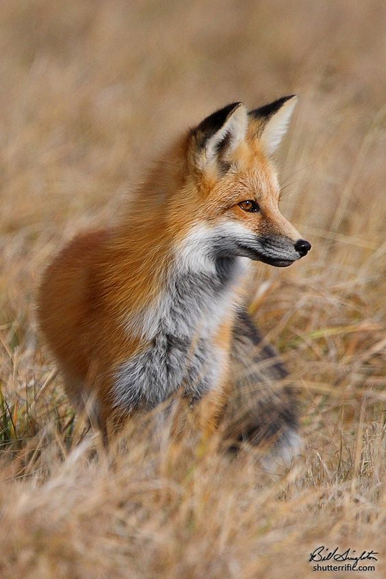 点击大图看下一张：一组秋日里的小狐狸图片