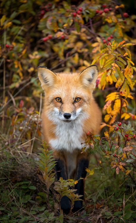 点击大图看下一张：一组秋日里的小狐狸图片