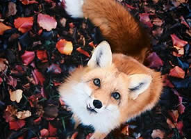 一组秋日里的小狐狸图片