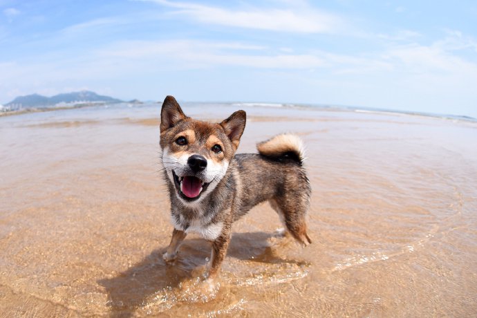 点击大图看下一张：一组在沙滩上玩耍的柴犬狗狗