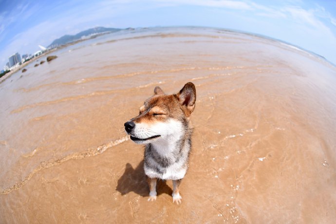 点击大图看下一张：一组在沙滩上玩耍的柴犬狗狗