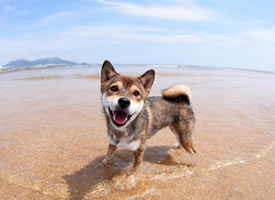 一组在沙滩上玩耍的柴犬狗狗
