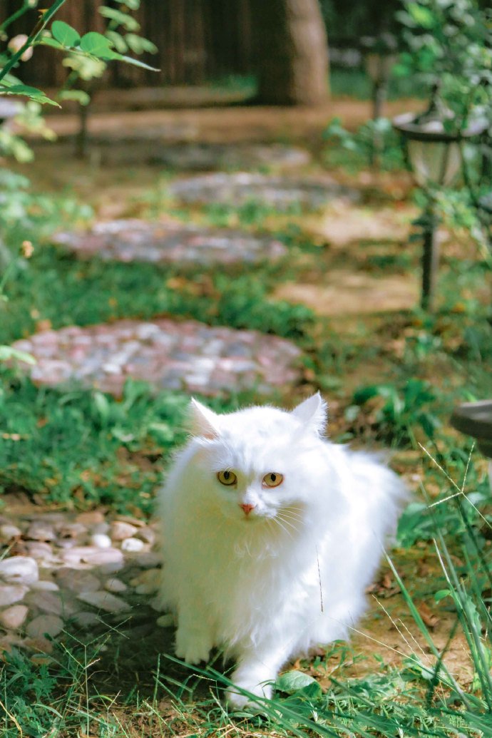 点击大图看下一张：像棉花糖一样柔软白色猫咪